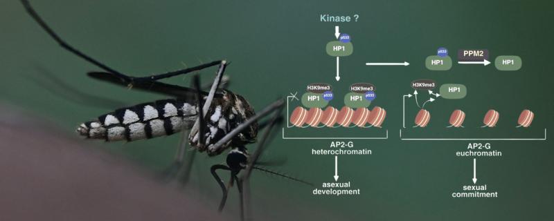 Mosquito and graphical representation of  PfPPM2 functions